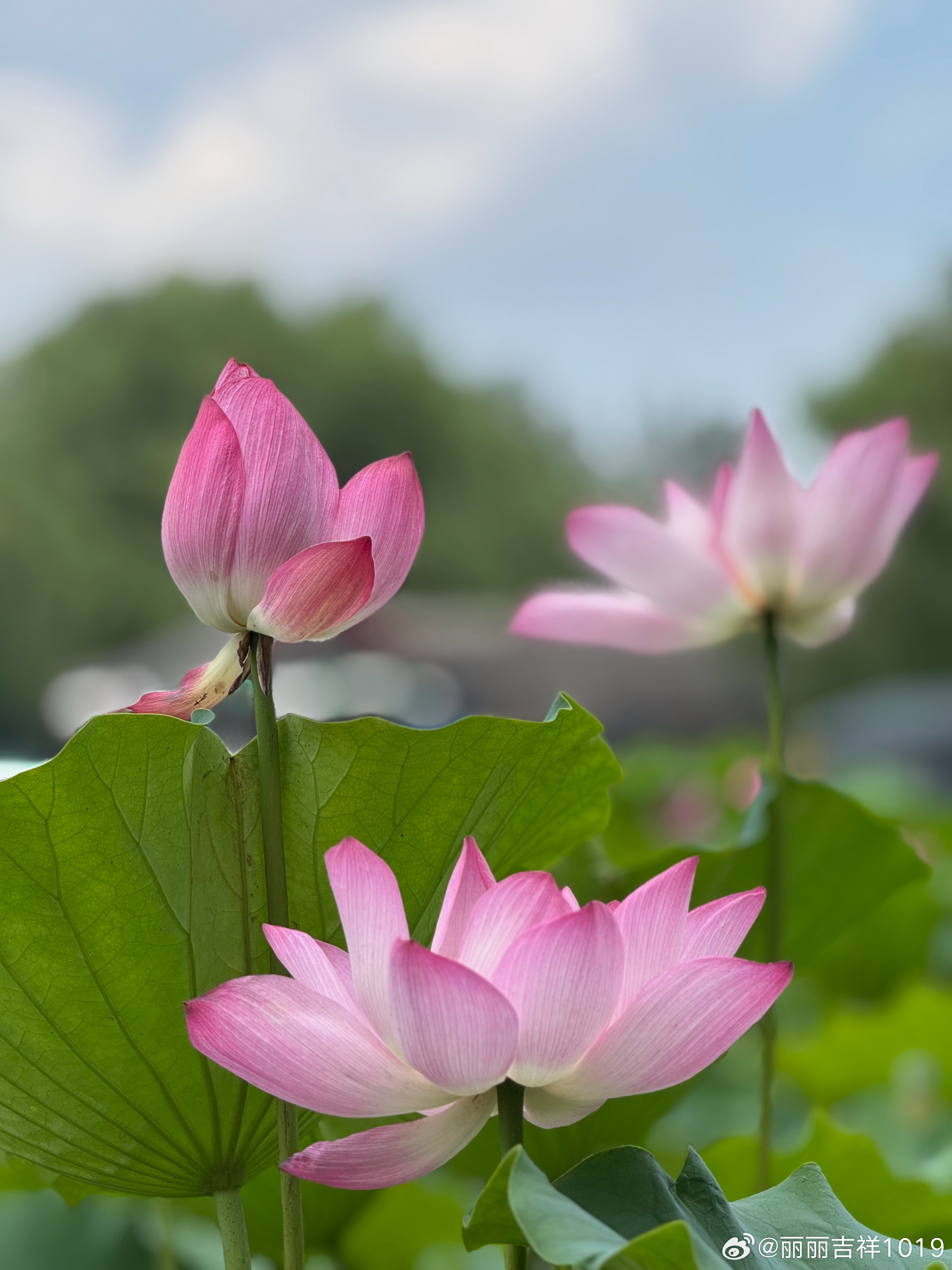 莲花池公园又到夏季赏荷时🪷26 6 30 拍摄日常分享 北京·莲花池公园