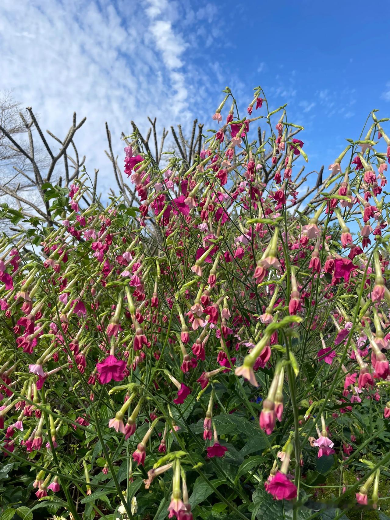 春天带着画笔，晕染出一个缤纷的梦，我一头撞进这梦的入口——东莞植物园。
一踏入，