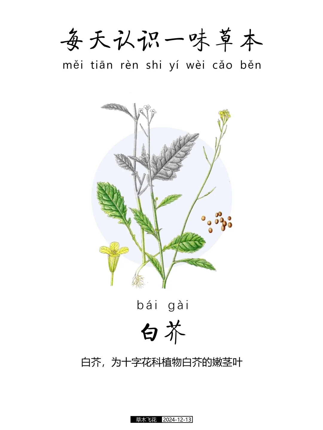 每天认识一味草本植物-白芥🍀