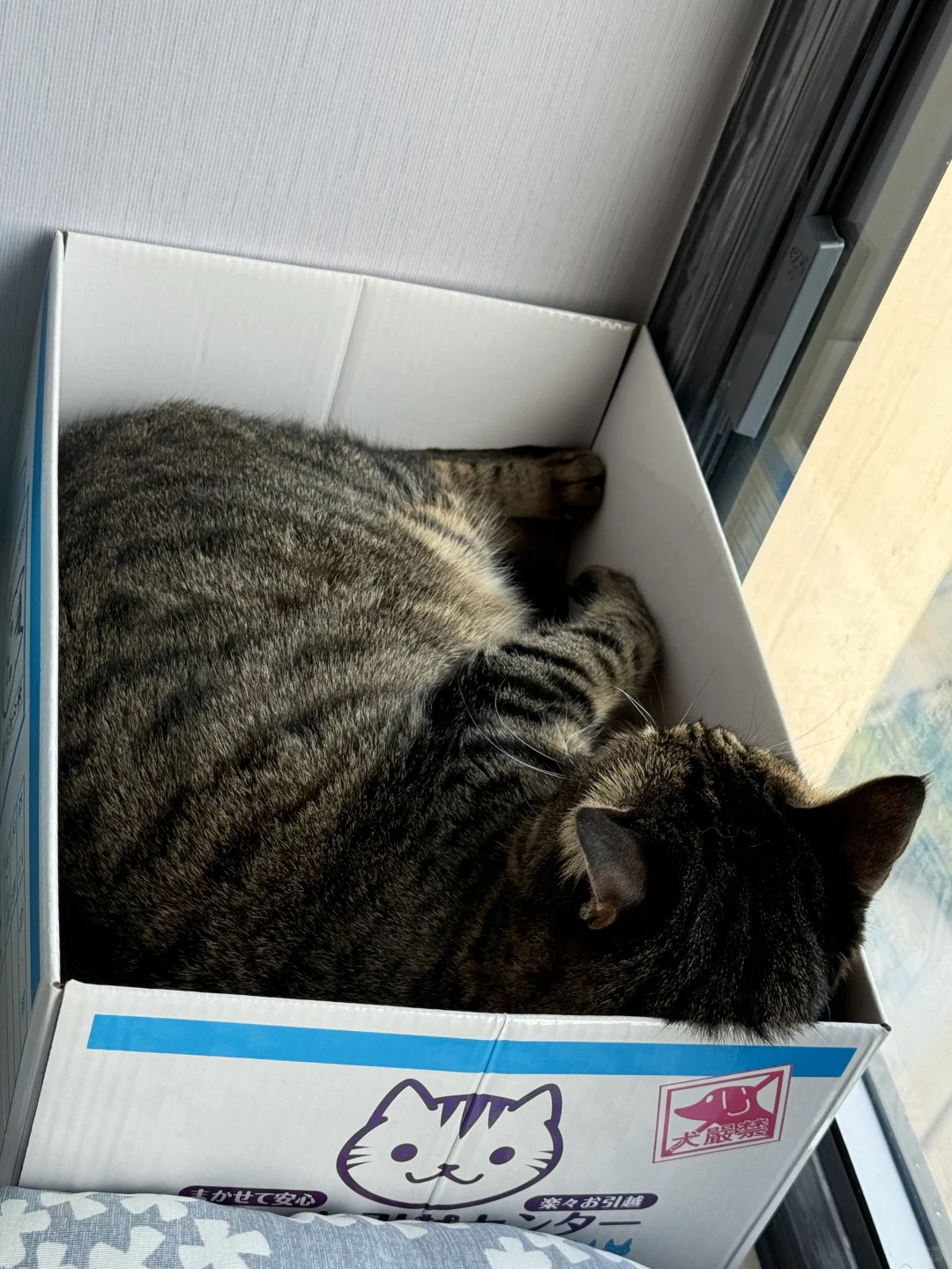 狸花猫｜安逸猫猫头