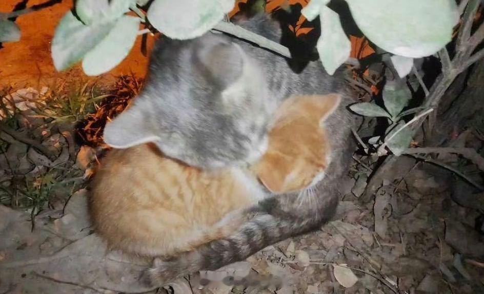 原来早安的新歌是写给流浪猫的今天零点早安新歌《踏雪》上线，听前奏就觉得是一首好温