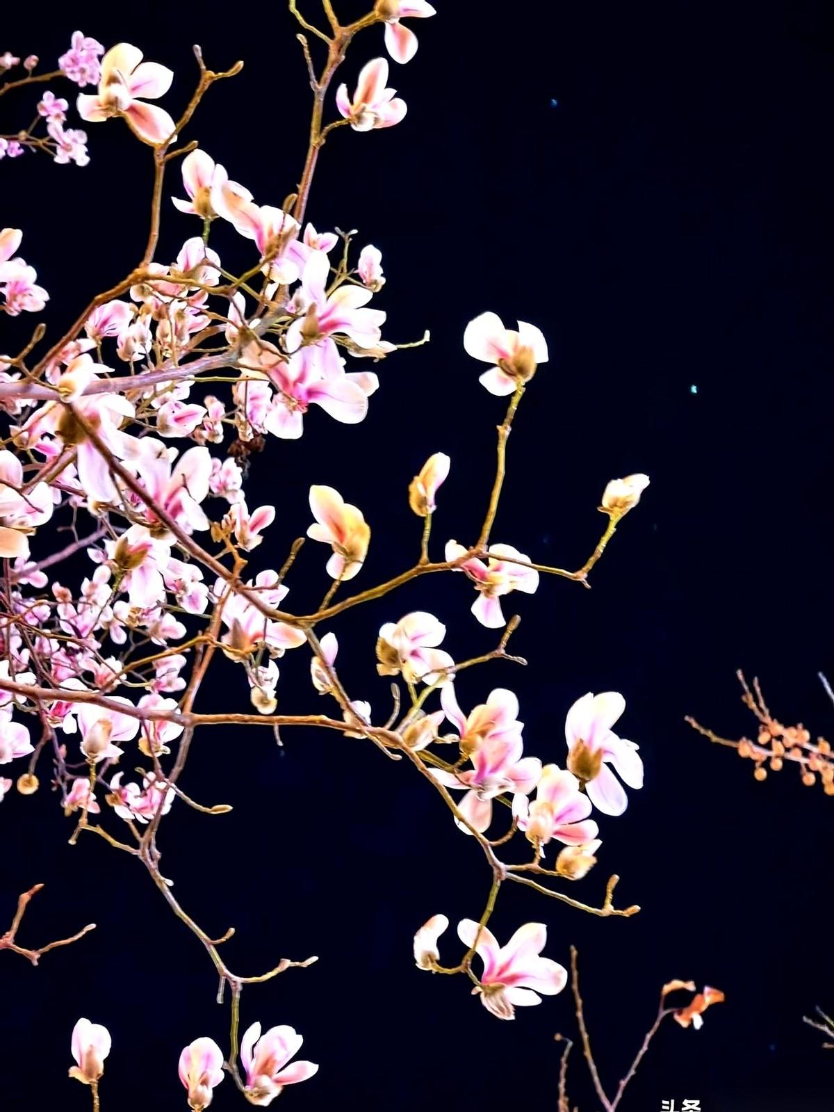 二月二这天，你要是属猪的，千万别借钱出去。
一毛钱都别借。谁来都没用。
真的，这