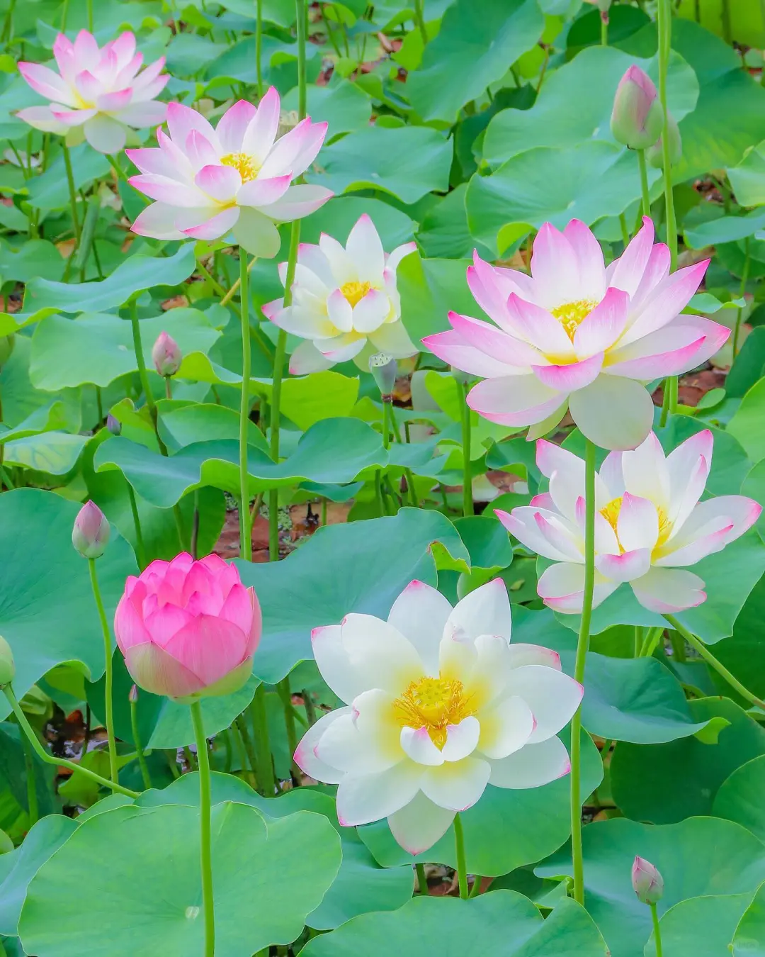 “接天莲叶无穷碧，映日荷花别样红。”