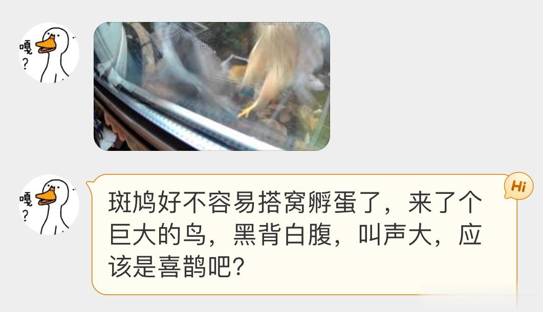 #鸟粉投稿# ？？？接这条