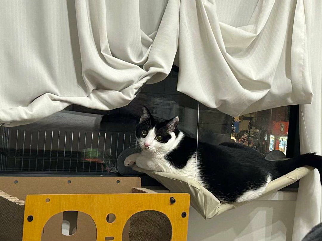抱歉，我把吊床也也压塌了。daily奶牛猫 （投稿：） 
