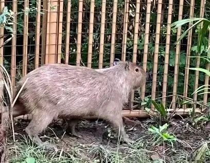 蝌学零距离丨动物从动物园“越狱”了怎么办