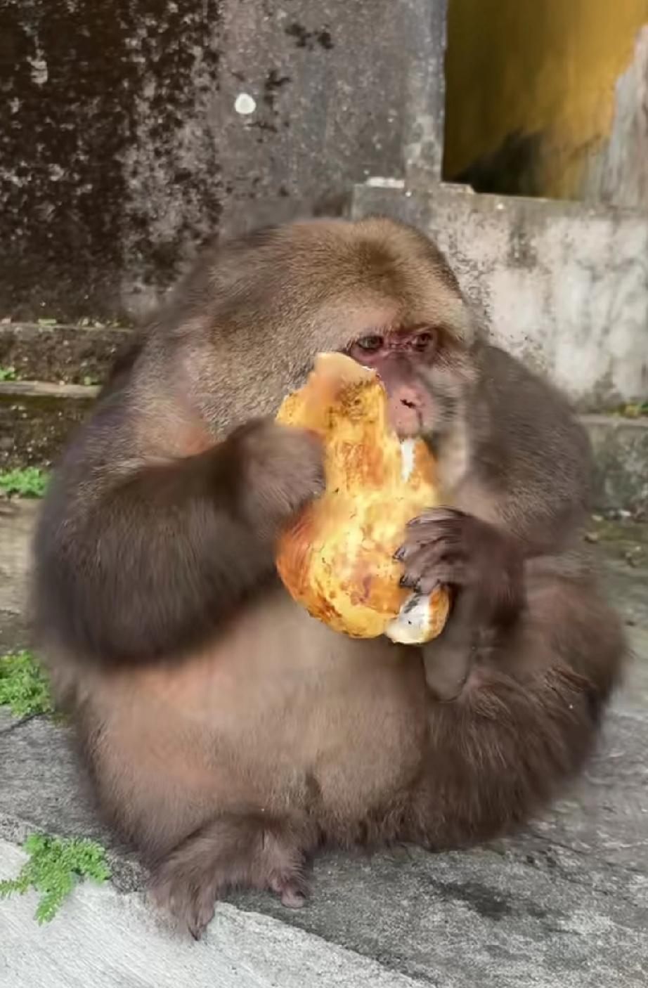 全网“最火”的这只猴子，在她那些视频的评论区，看到了一条让人啼笑皆非的评论:我活