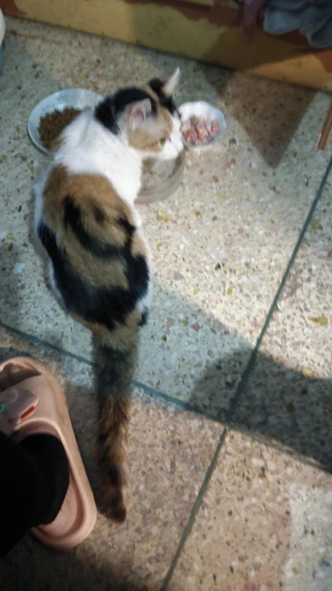 我家的这只小花猫今年才过了几天就发了两次情了，一发情就在我儿子的床边不停地叫，打