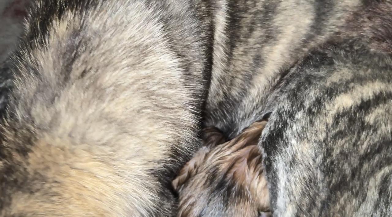 虎妞生狗宝宝了，目前看到的是两只小虎斑，虎妞母性很好，不停的舔舐狗宝宝，我不敢过