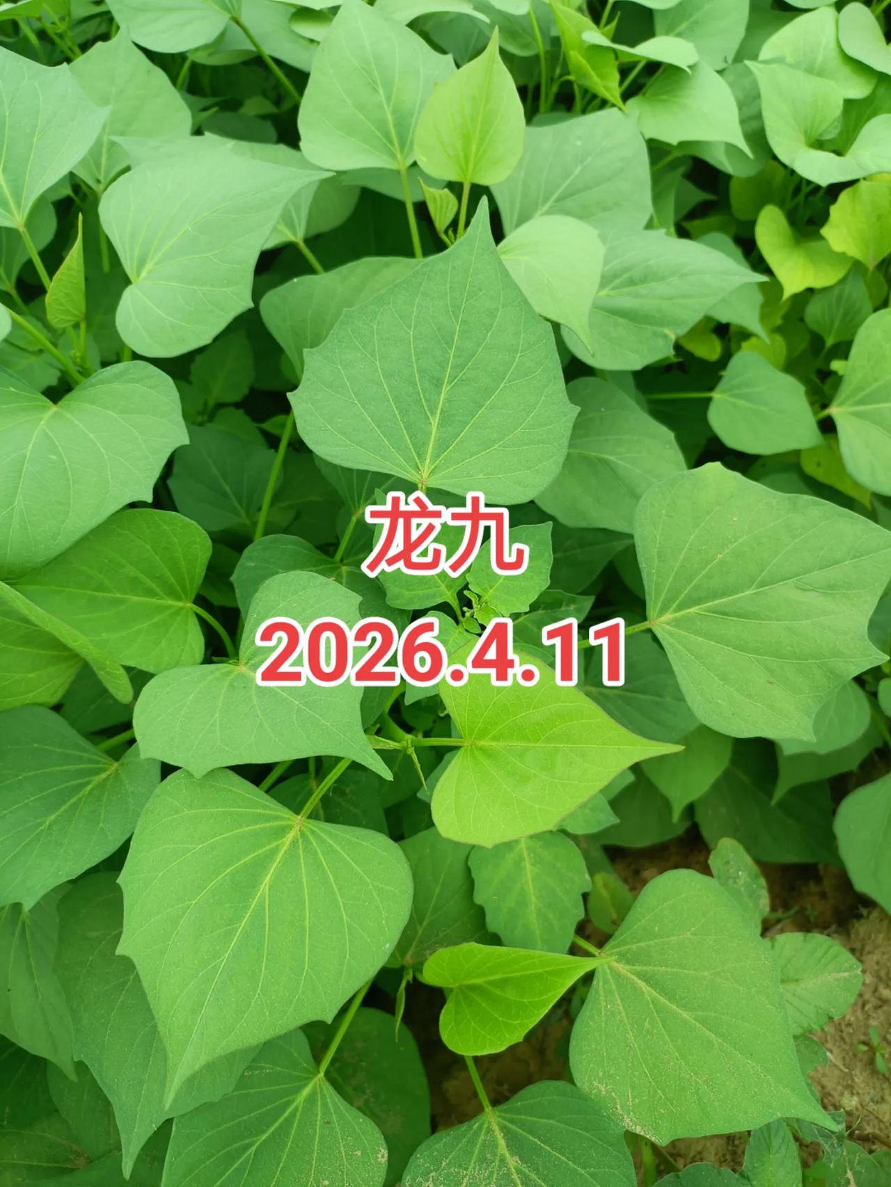 两个儿子的我睡个午觉都有负罪感，
必须得一天到晚的挣钱，挣钱，

我一般早上五点