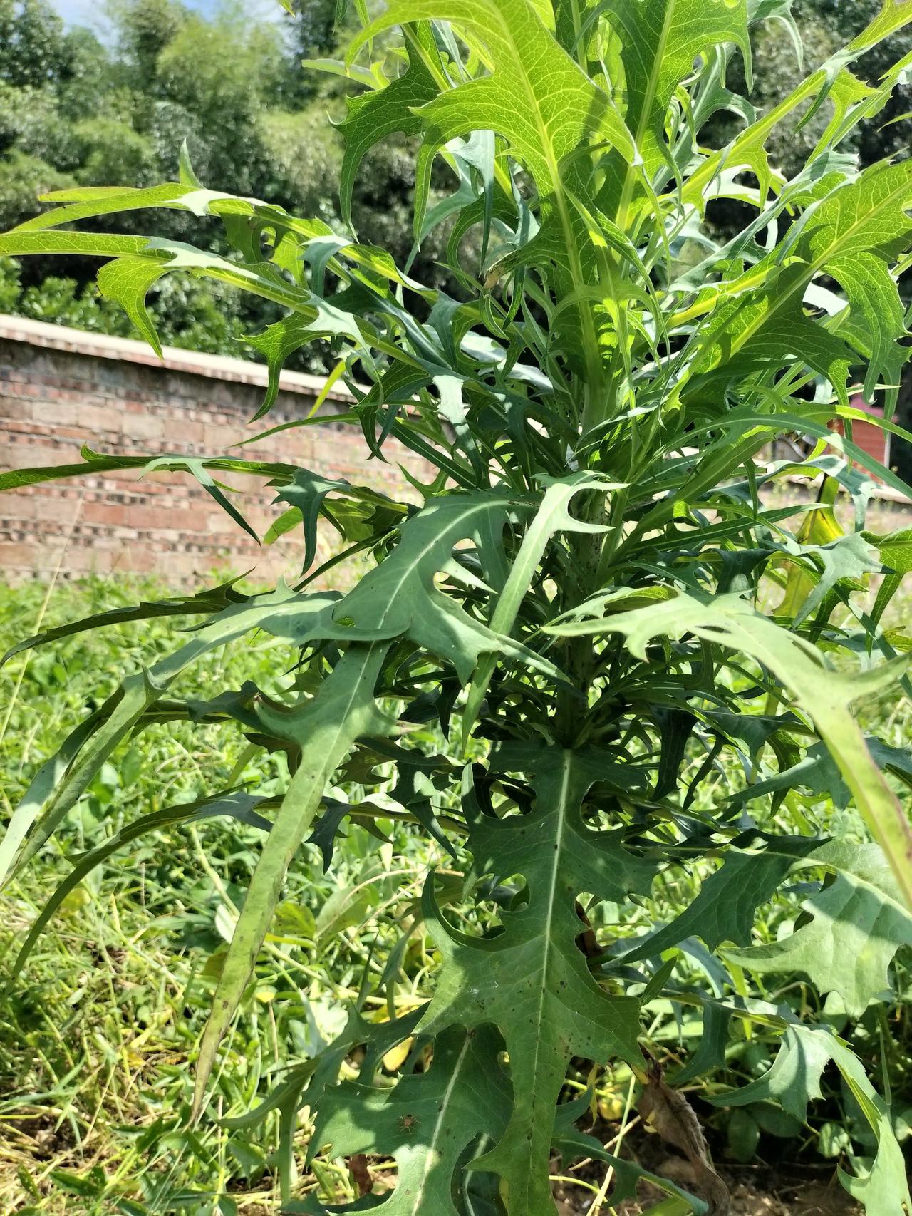 世界上最痛苦的是脚痒，我就是一直好不了，尤其是那几个脚指头缝隙里更痒，今天抠的又