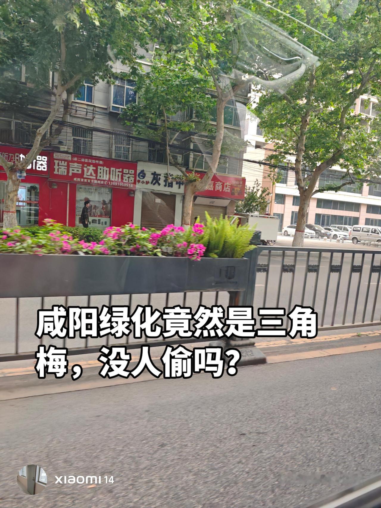 没想到咸阳城市绿化有三角梅，太令人喜欢了。花台路街道