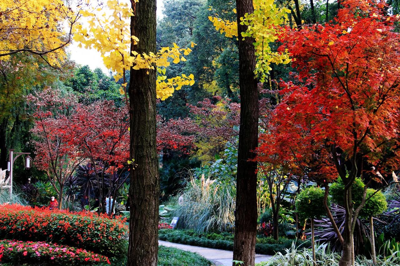 【冬日打卡 人民公园的彩叶】20241227

 12月16日，冬日打卡，人民公