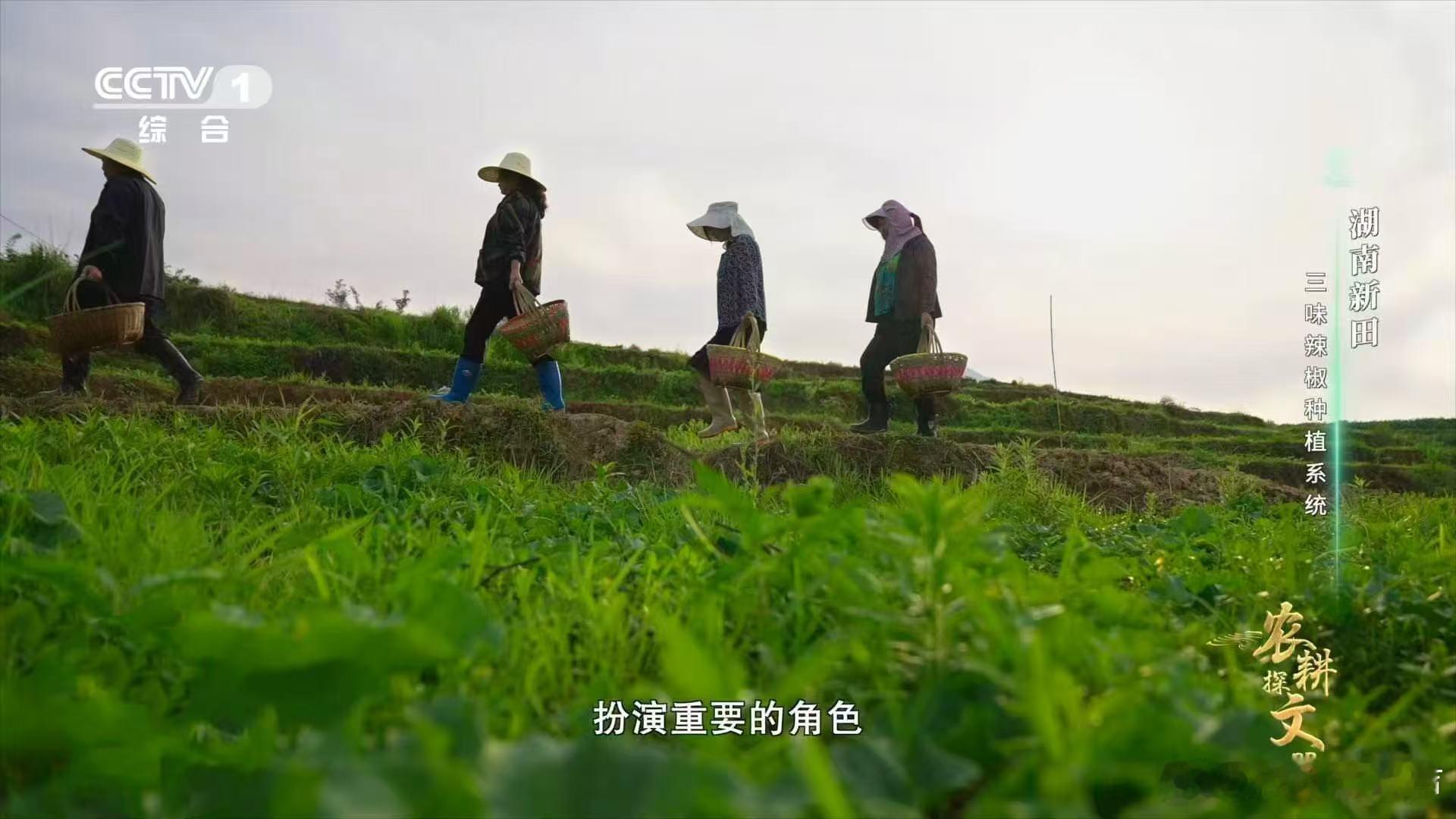 田螺塘边一排排辣椒树，长得比人还高。湖南人说，这是因为田螺的排泄物是天然的肥料，