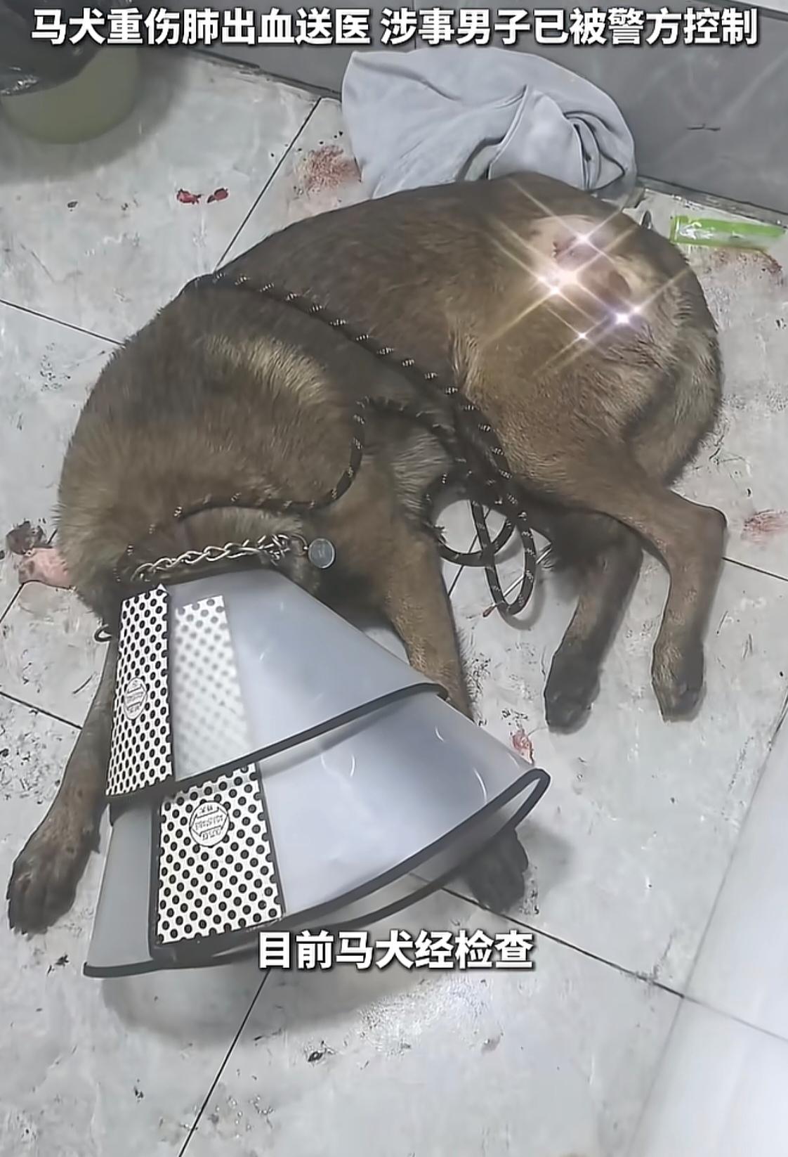 我真服了，听说那个人自己也是养狗的，怎么会忍心下这么重的手？