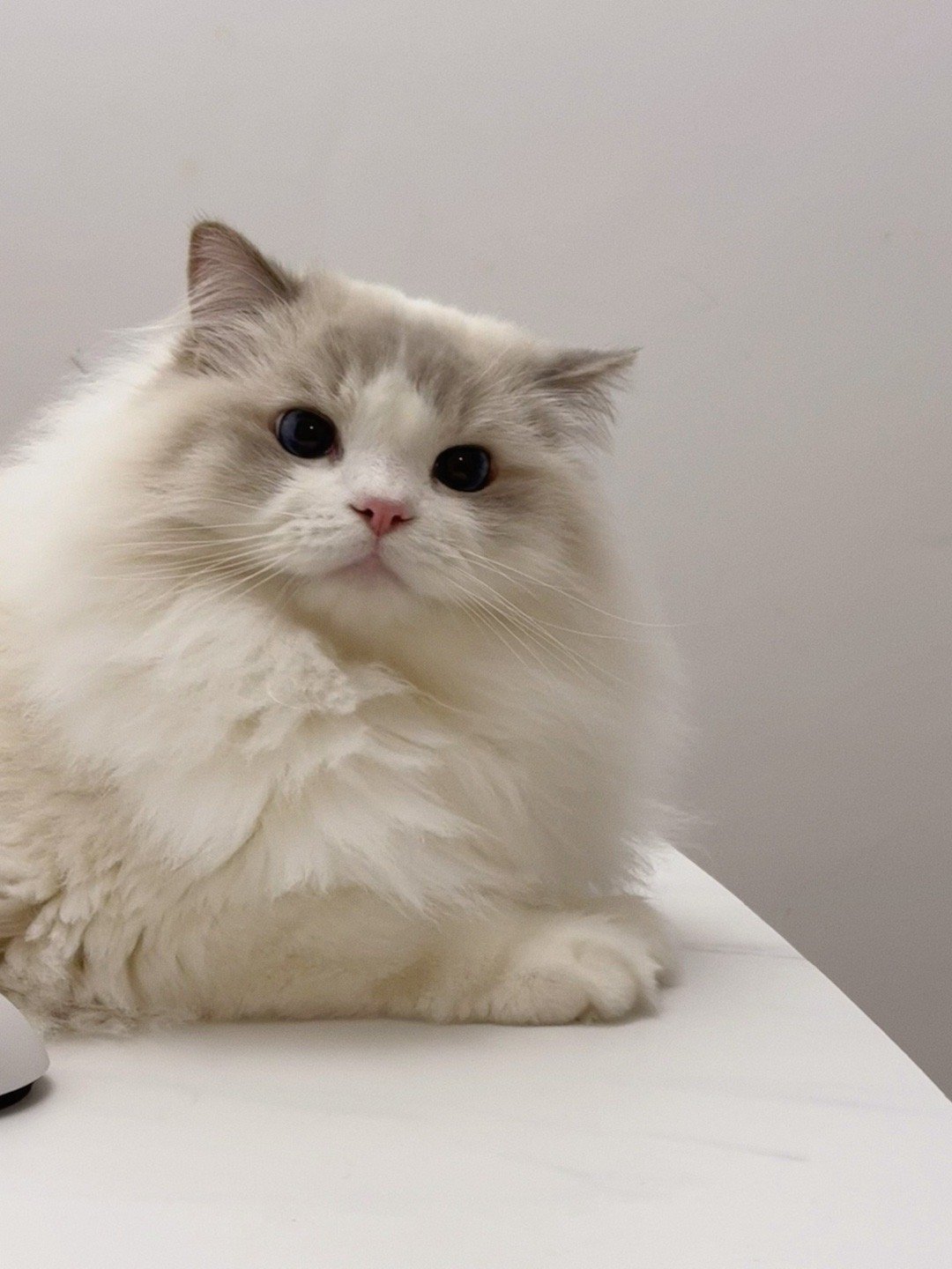 茶公主和他的男仆猪（家长） 