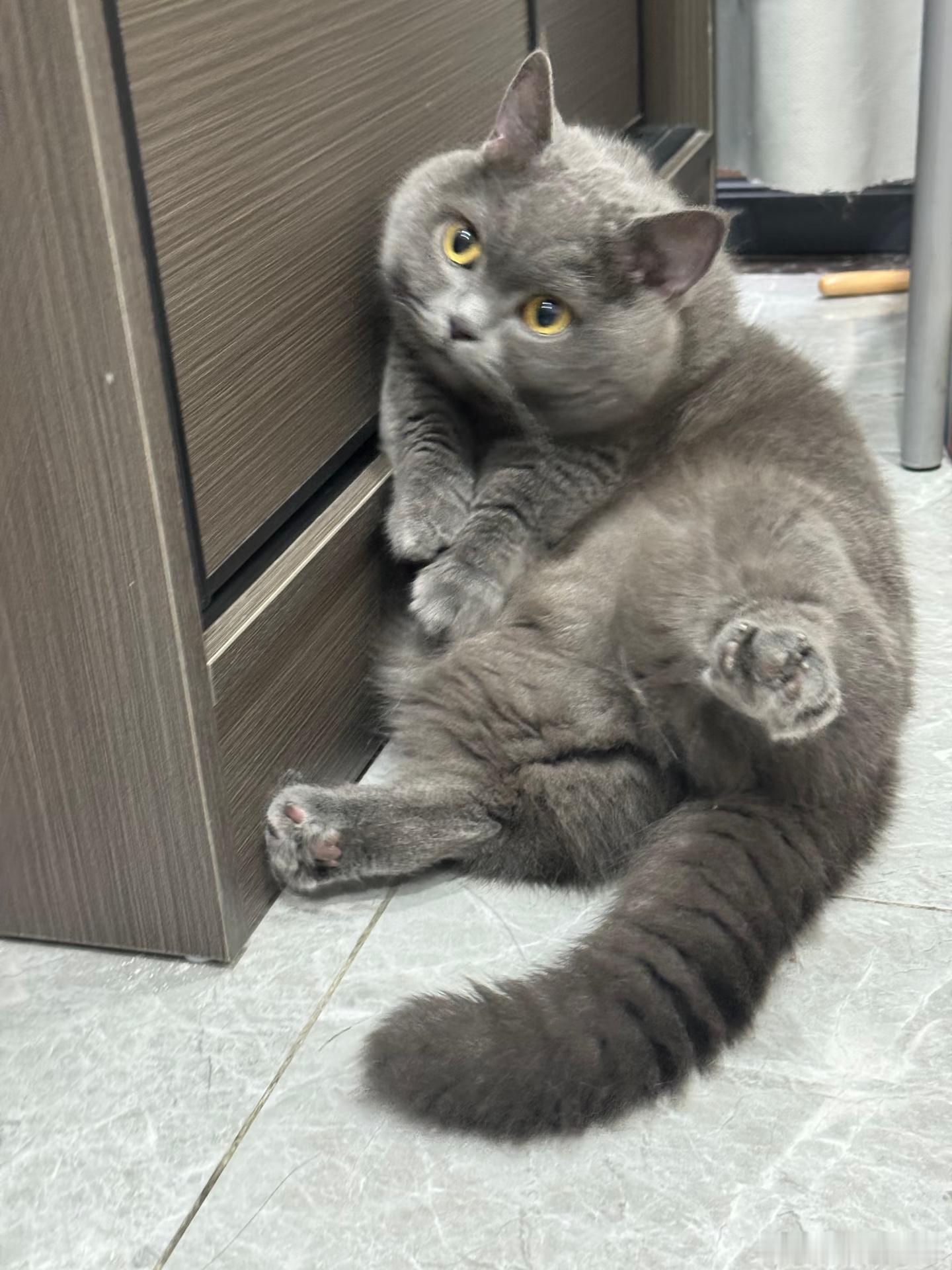 AI救我狗命阿福真的太优秀了，最近几天家里的猫咪白天精神状态差，晚上异常活跃，问