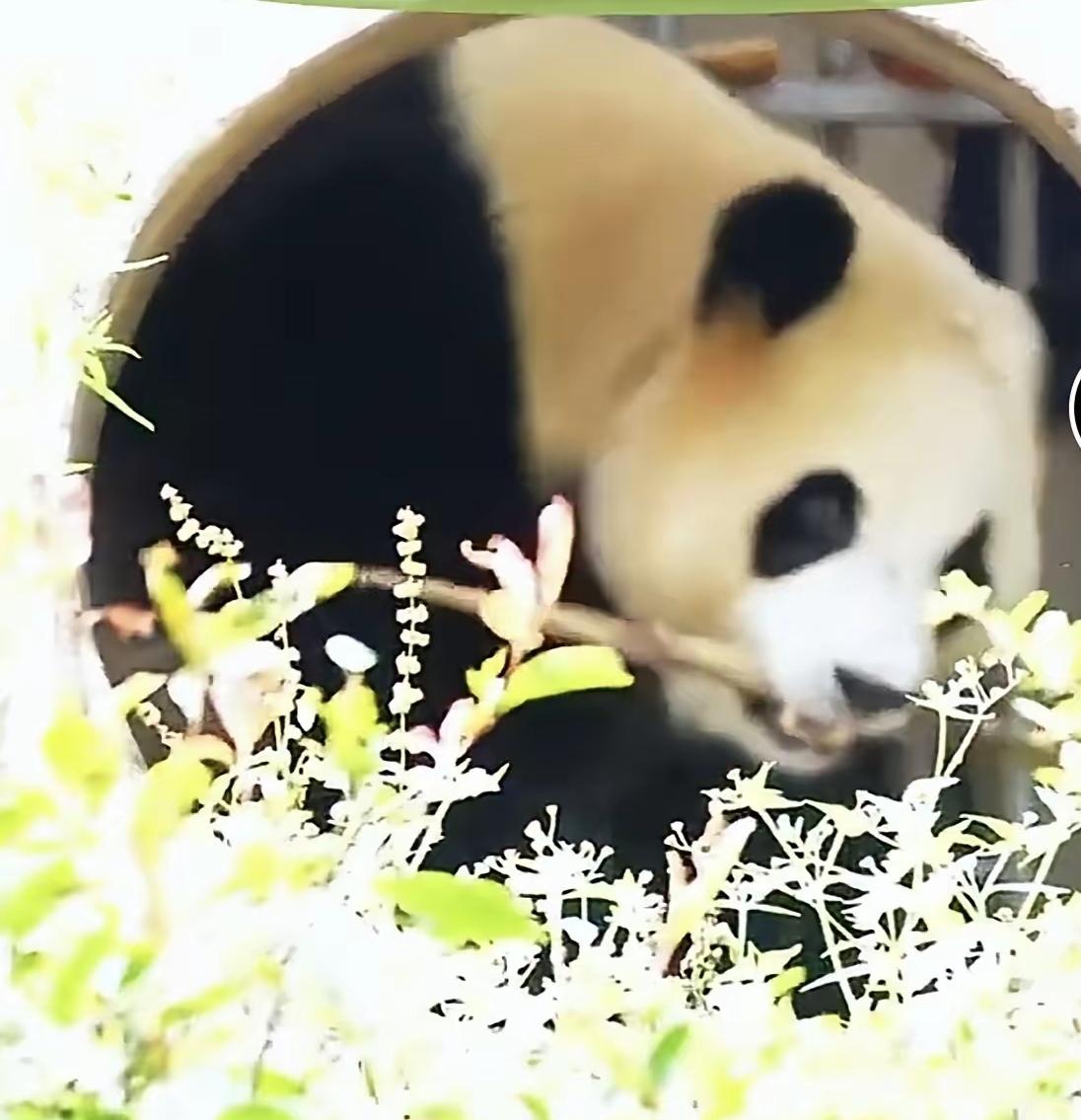 福宝福公主补秋膘了
她告诉姨姨舅舅们有在好好吃饭
在内舍也吃了笋笋
福宝的假孕时