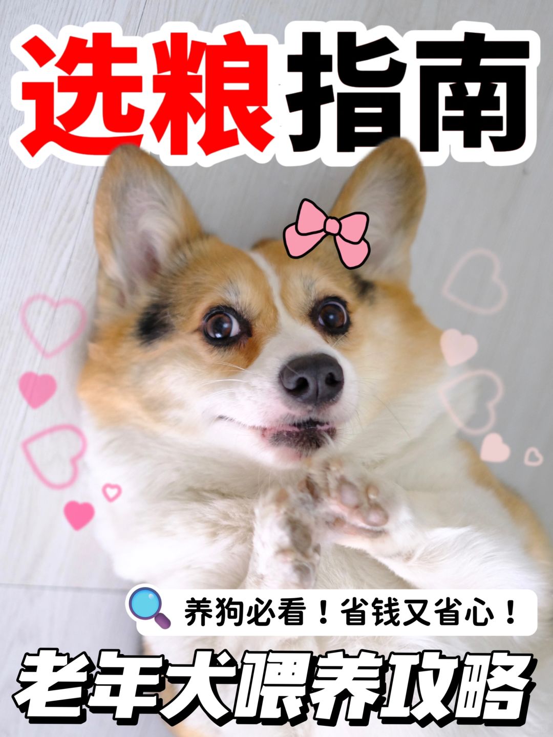 老年犬狗粮挑选攻略！千万别忽视补脑功能