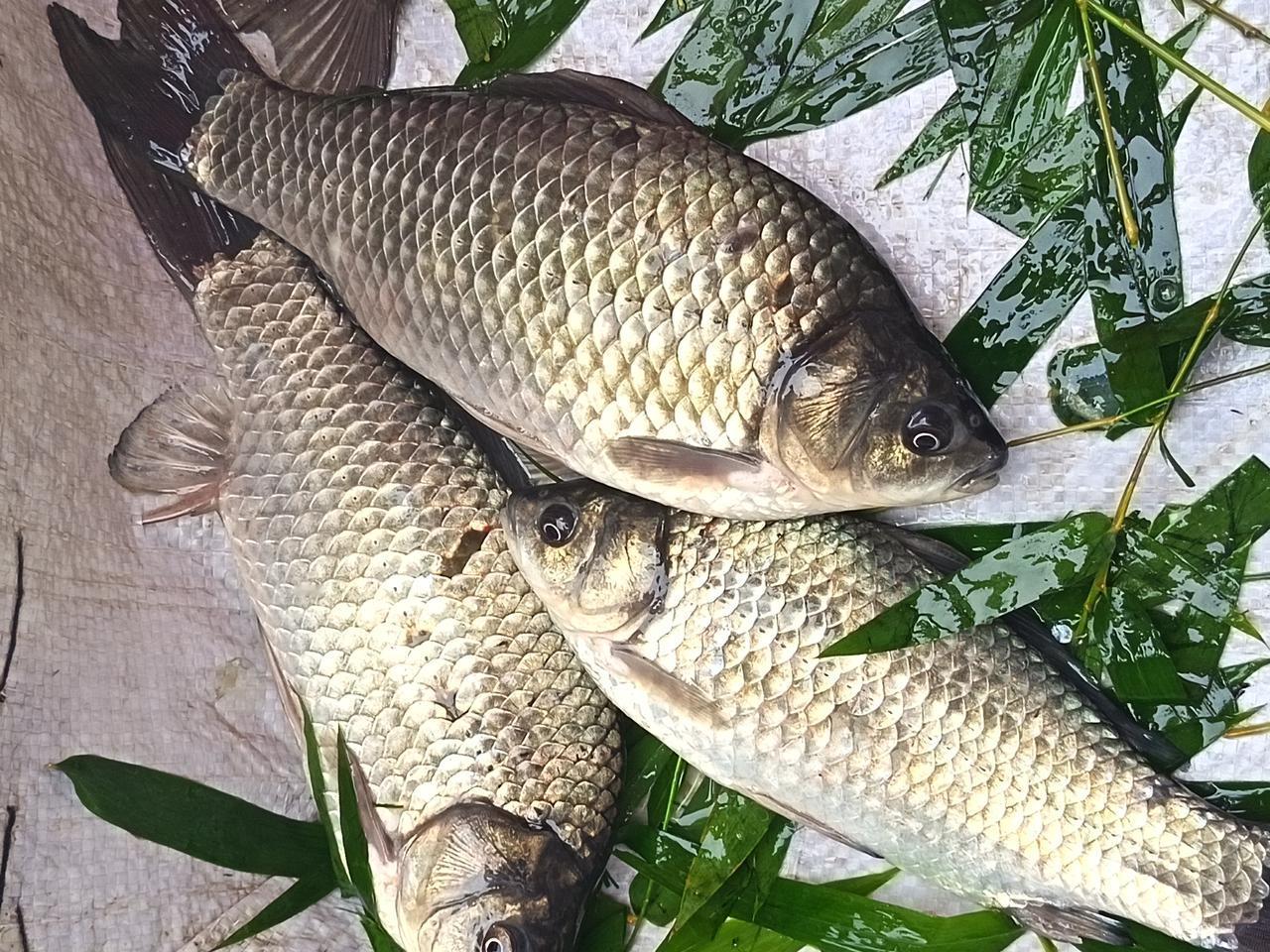 插秧半月后，农人将拇指大的鱼苗轻轻洒进淹至脚踝的稻田。这些多是鲫鱼、鲤鱼的幼崽，