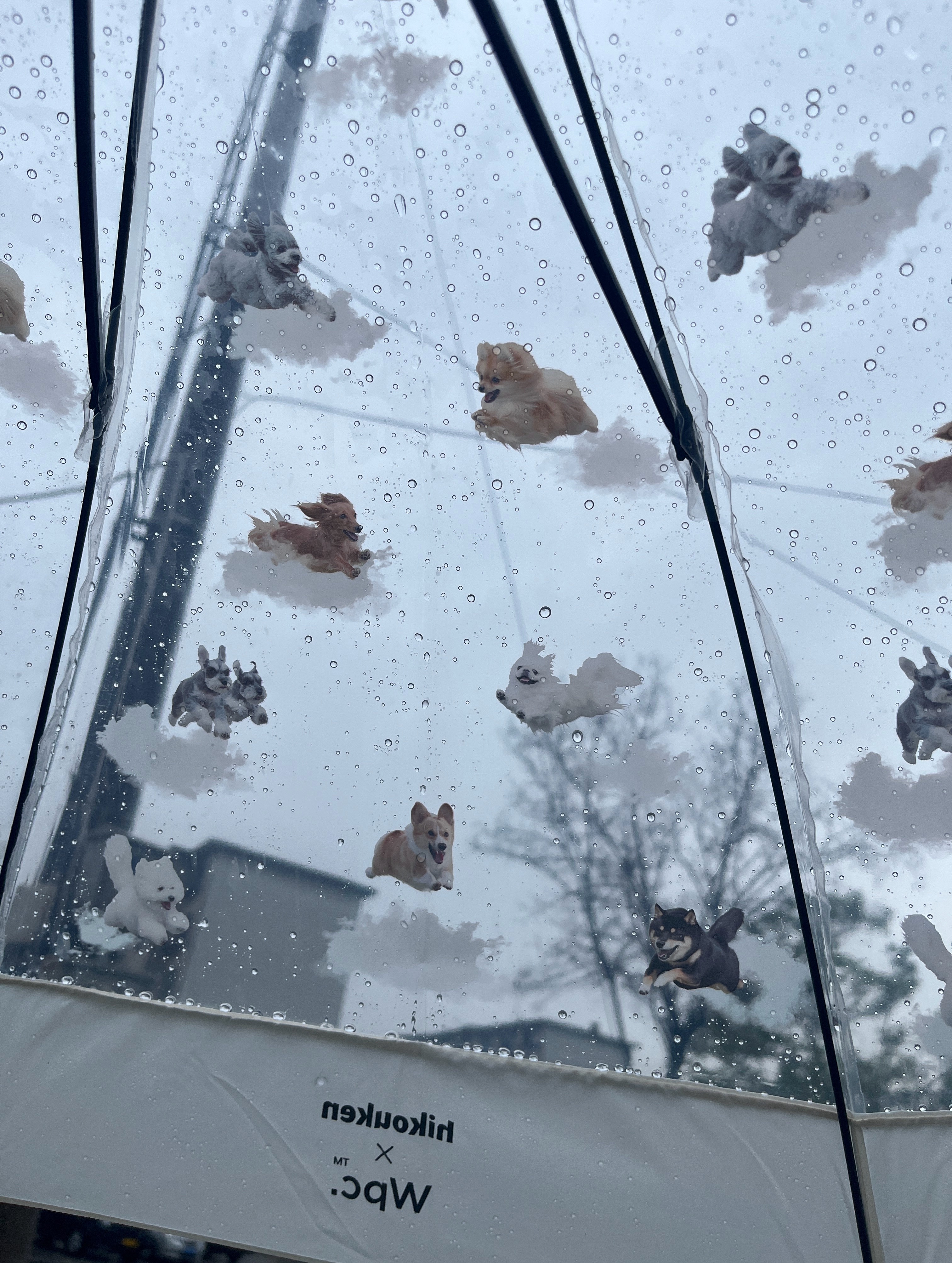 终于！买了一个月的新🌂！用上了！！！ 