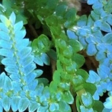 翠云草（蓝荧光匍匐小众观叶，全新品种）实拍特征细密层叠的鳞片状叶片，光线照射下自