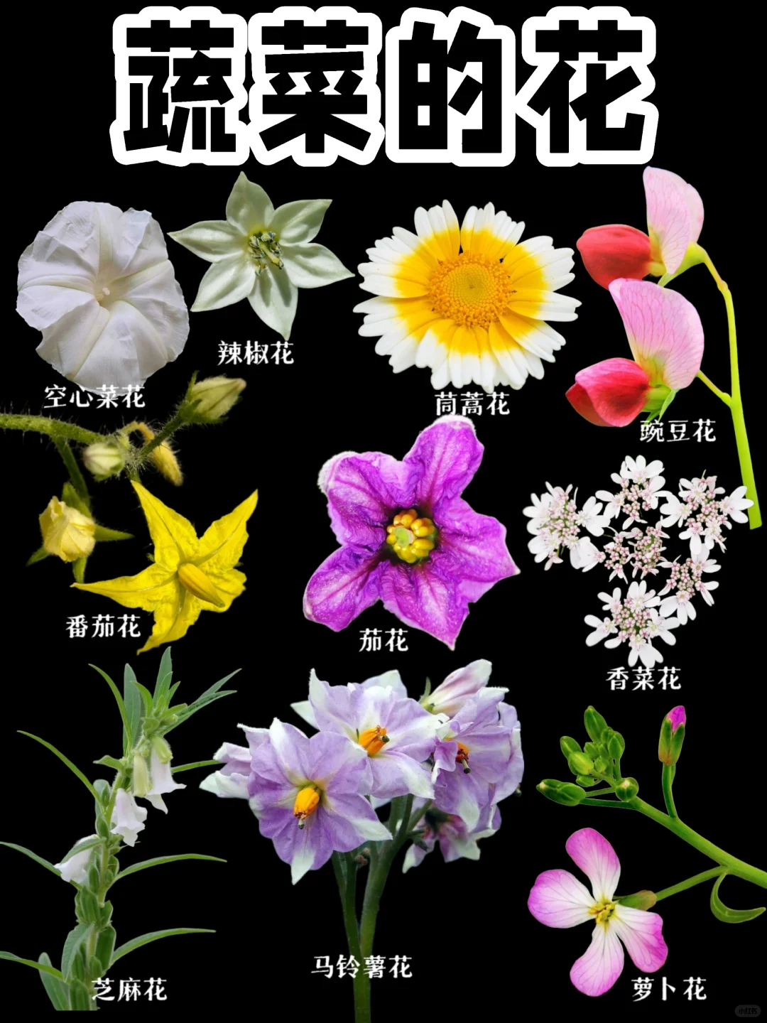 【蔬菜开花】认识生活中常见的蔬菜的花