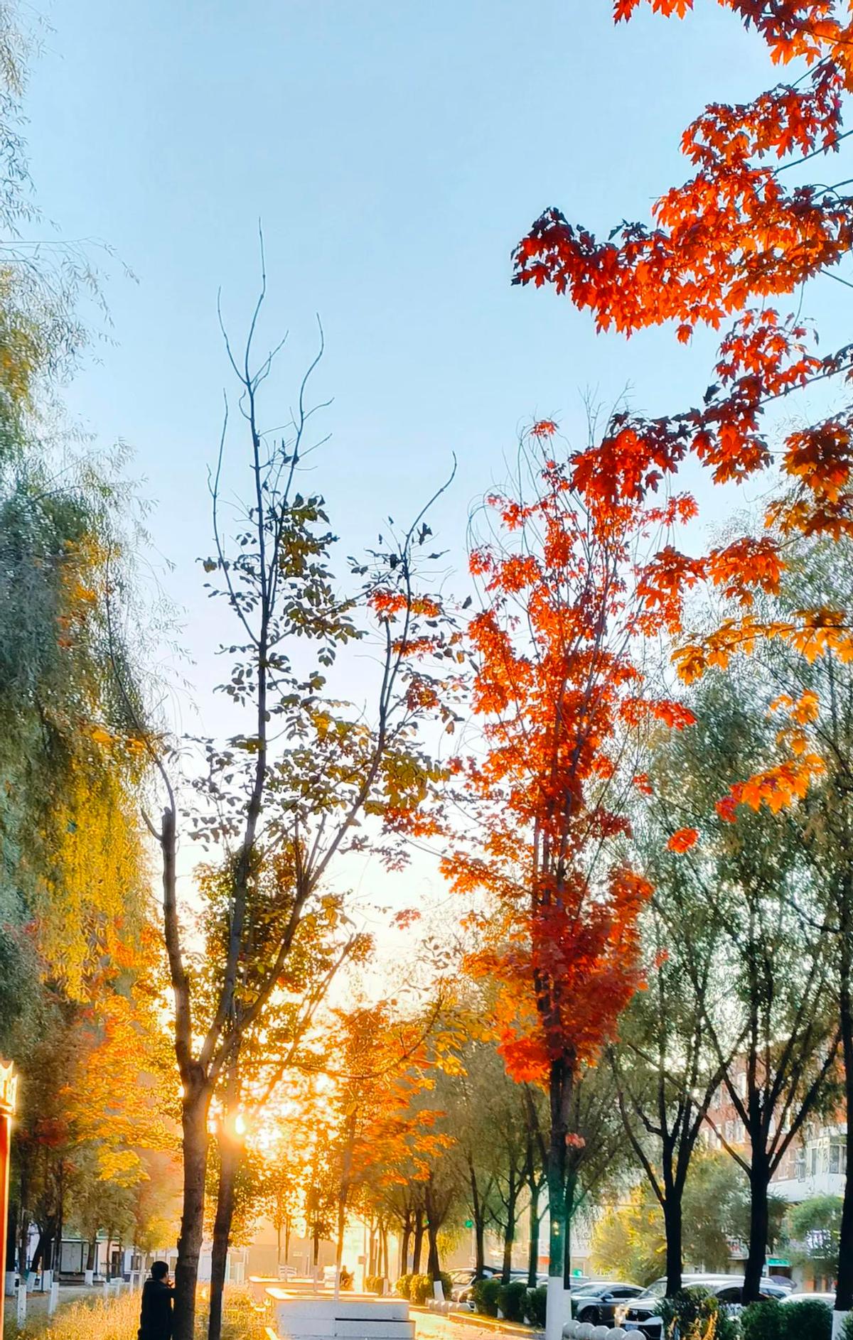 广场上音乐一响，几百人齐刷刷抬手，动作整齐得像军训——这曾是大多数人对太极拳的全