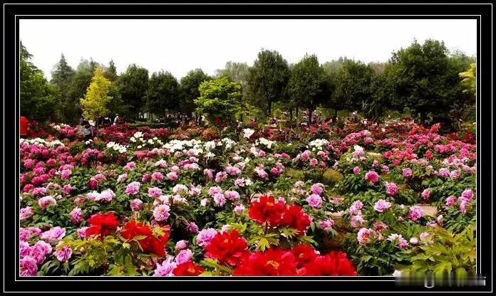 蝶恋花·牡丹吟
               符进朝
晓露轻匀脂粉面。魏紫初绽，