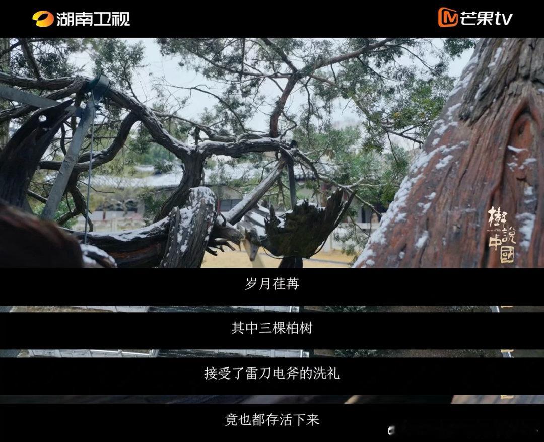2000岁古树遭雷劈到只剩一张皮树只靠一张皮居然能活2000年很难想象的画面，两