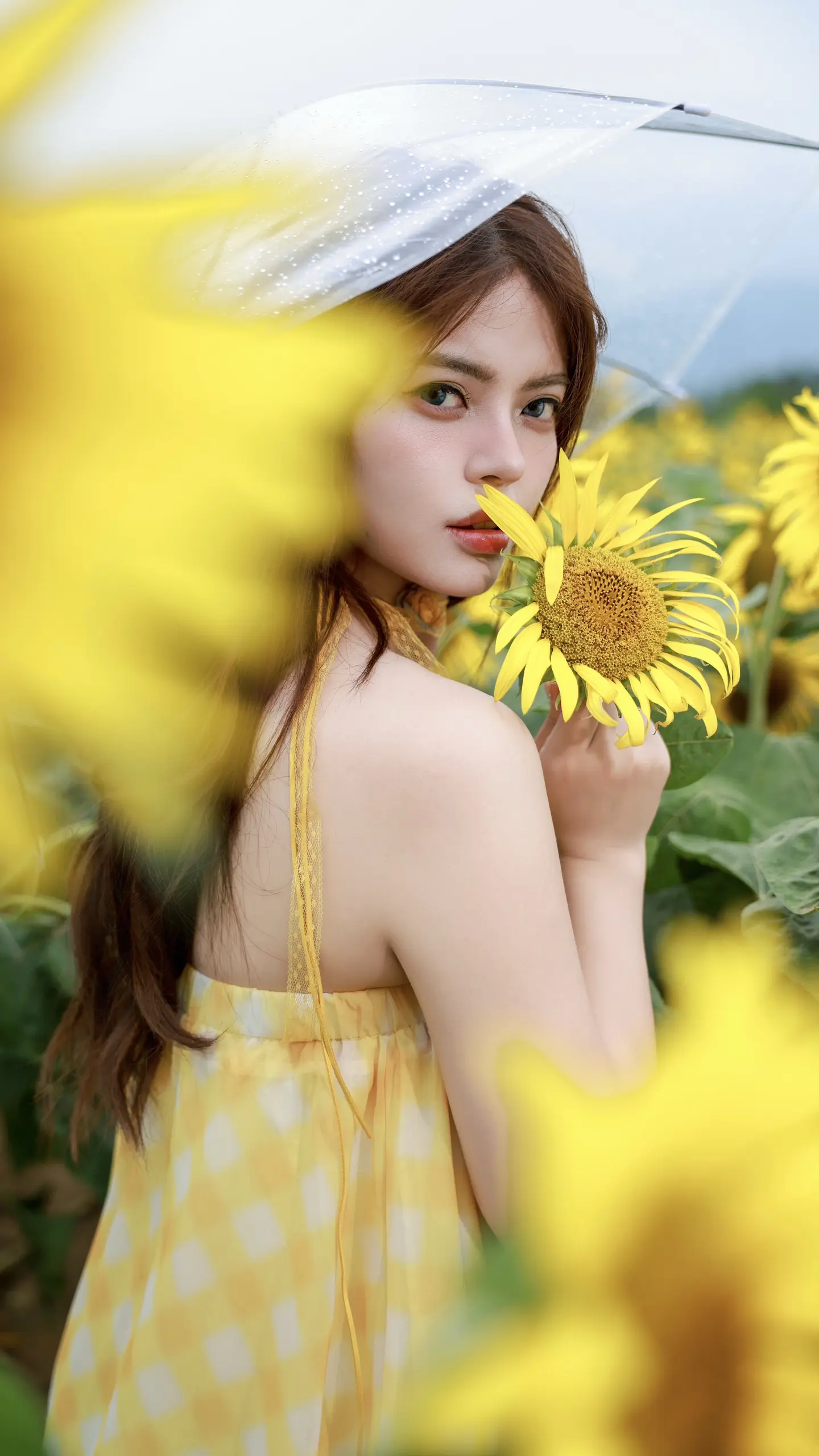向日葵的花语是什么呢。