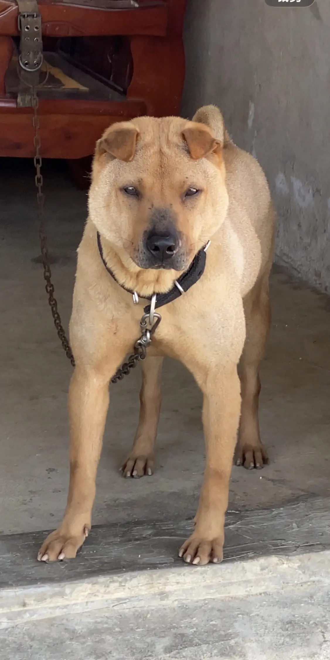 大沥骨沙犬—魔女。 天花板级别的骨沙犬