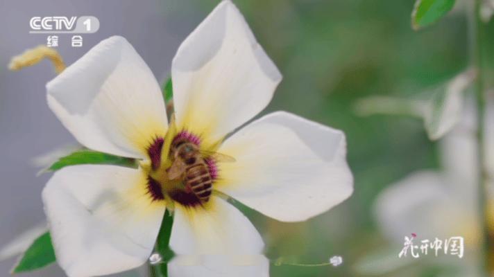 远看像麻雀近看是朵花有点分不清是花还是小鸟了远看枝头好几只小麻雀似的，走近才知都