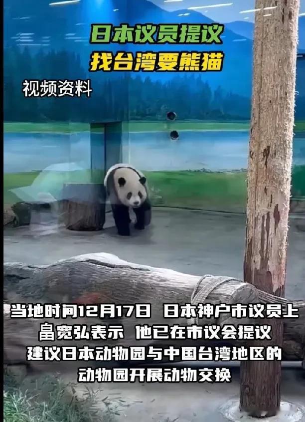 日本议员竟然盯上了大陆赠送给台湾的大熊猫。

据《今日俄罗斯》报道，当地时间12