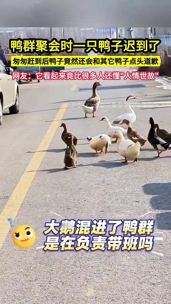鸭群聚会时一只鸭子迟到了，匆匆赶到后鸭子竟然还会和其它鸭子点头道歉。网友：它看起