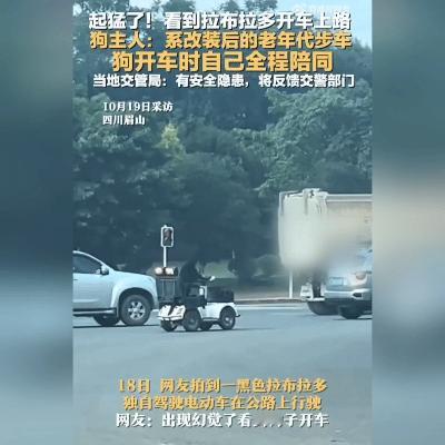 狗子开车上路？这份“聪明”让人捏把汗！

这年头真是啥新鲜事都有——一只拉布拉多
