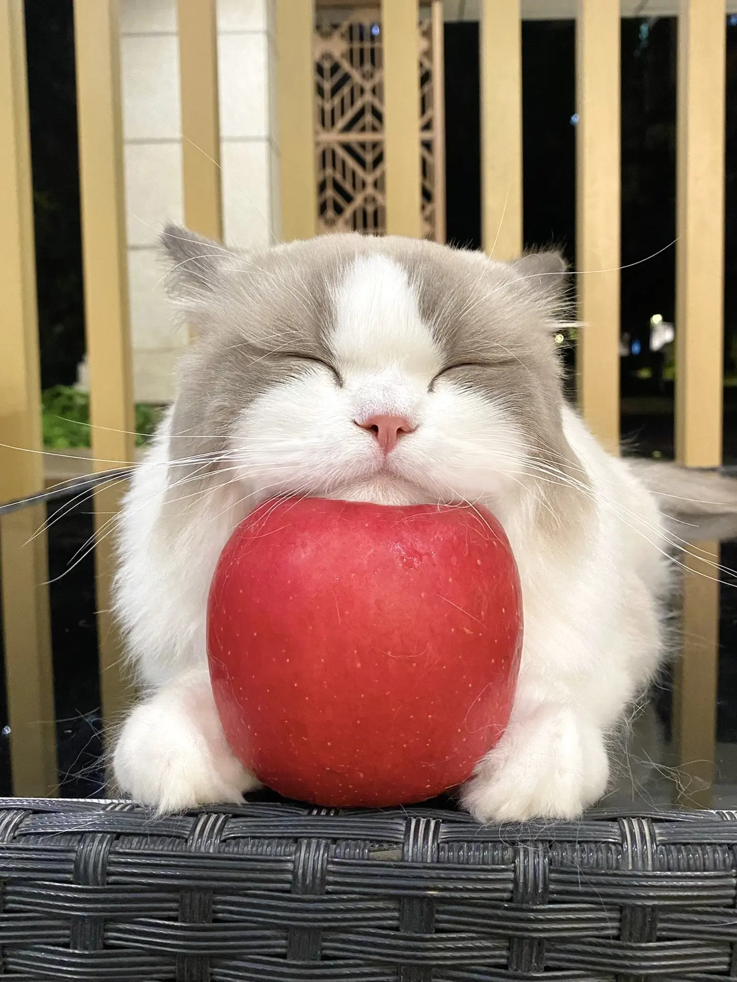 苹果垫脑的正确使用方式！歌曲花火