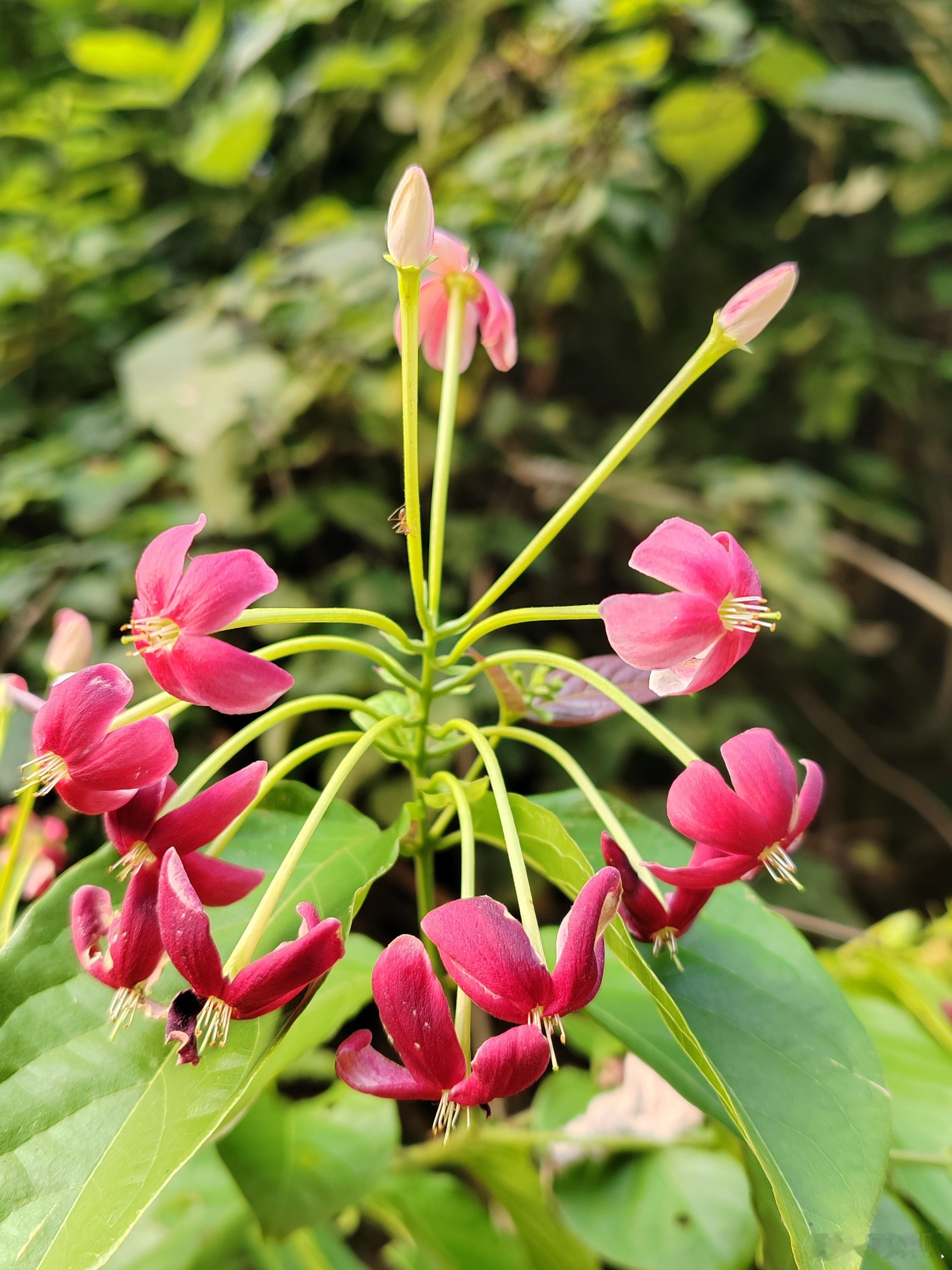 使君子，长长的花柄，一簇簇下垂开放；花朵初开白色，慢慢变成粉红、深红色。 ​​​
