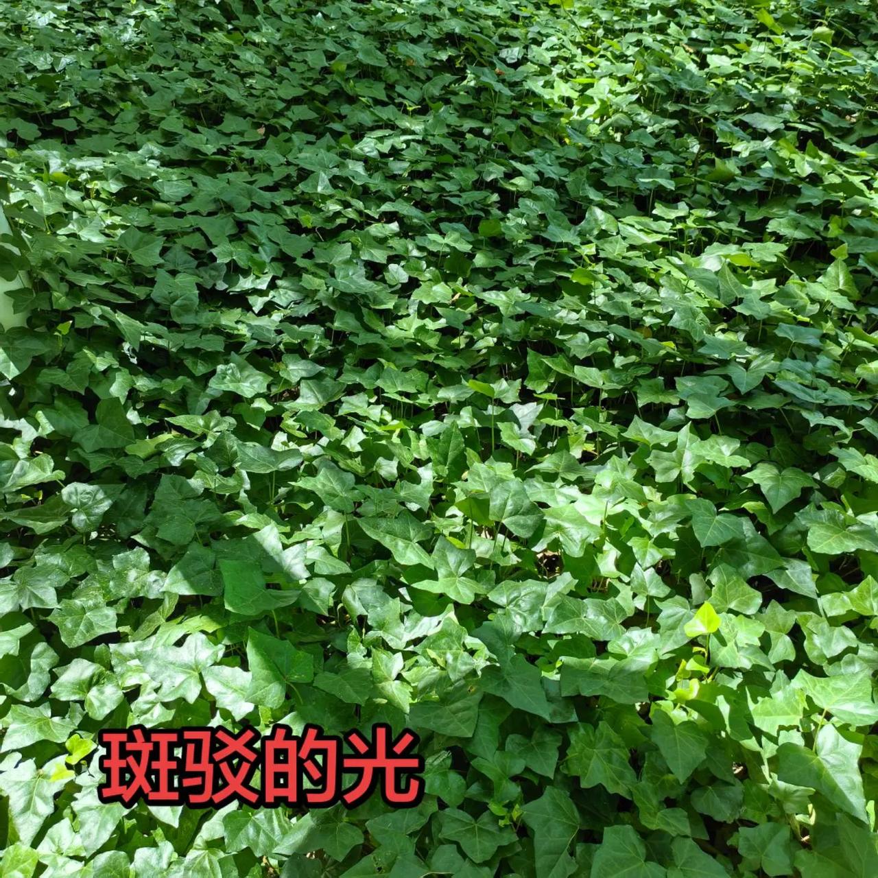 终于知道这种植物就是常春藤！