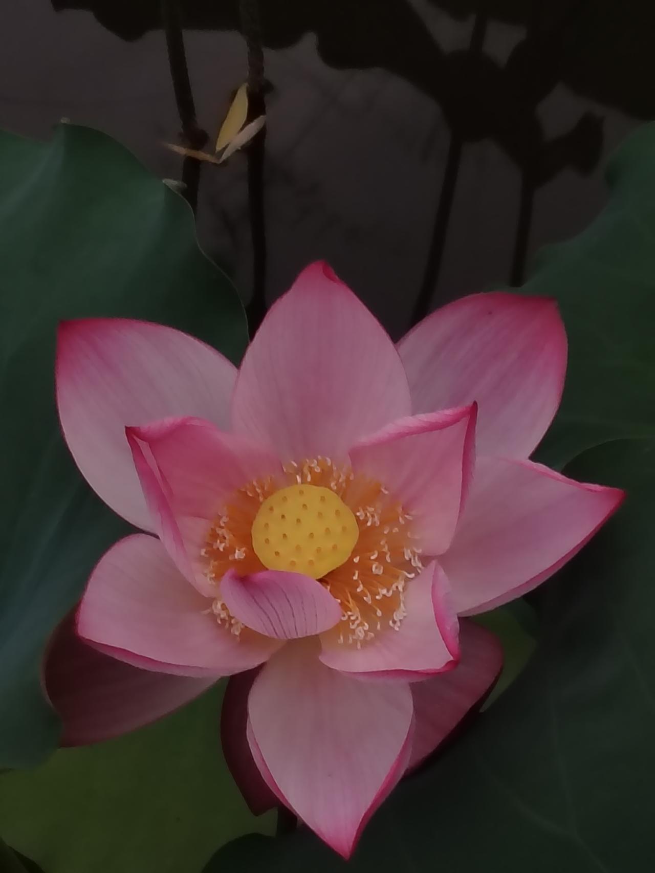 末伏最后的盛开：荷花🪷