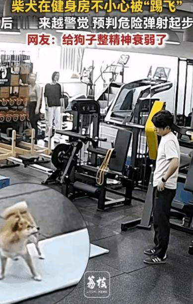 笑不活了！江苏，一男子在健身房和别人聊天时，不慎将健身房的一只狗子给踢飞了，自此