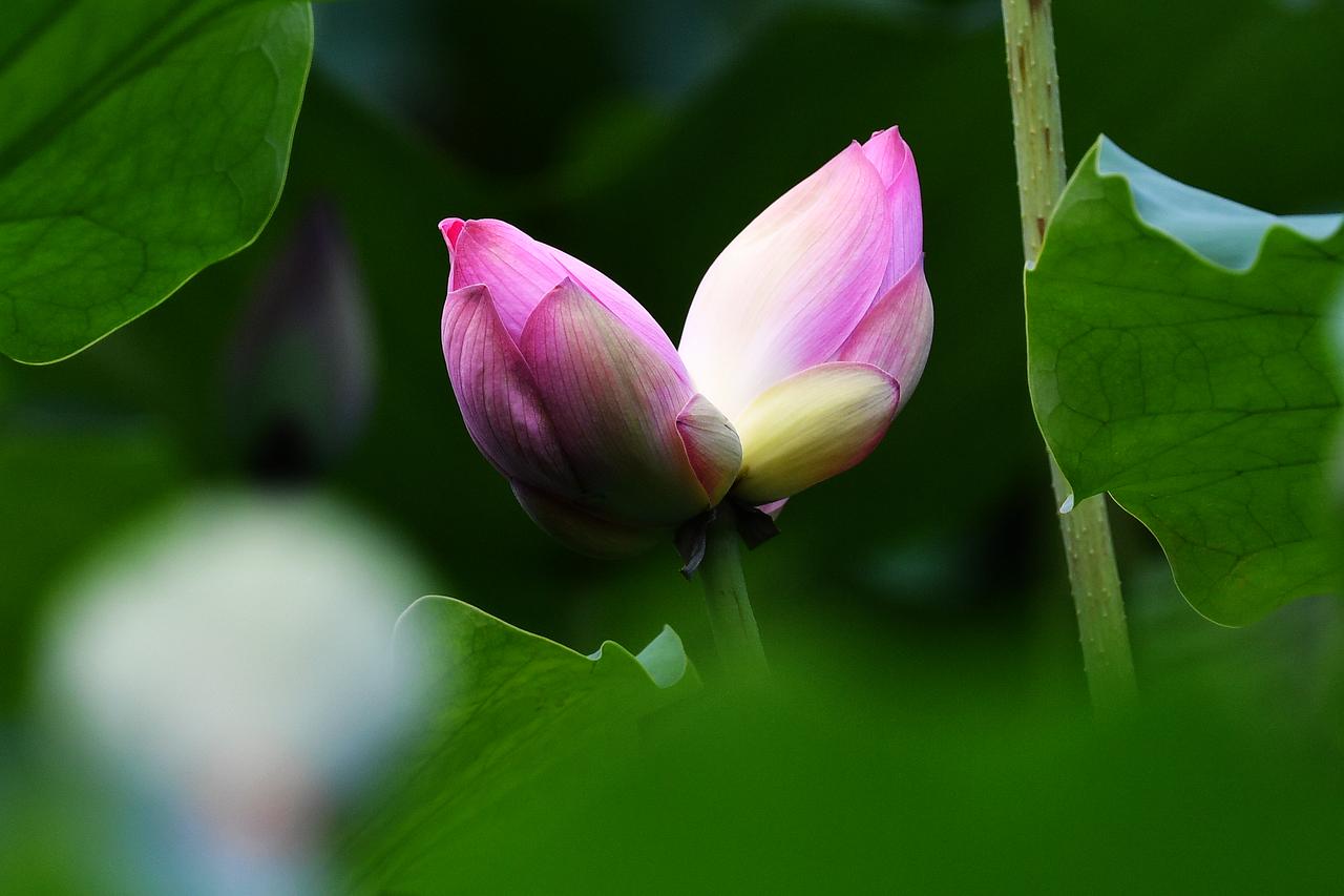 荔湾湖公园的并蒂莲荷花（原创）
2026.06.01摄于广州荔湾湖公园荷花美照 