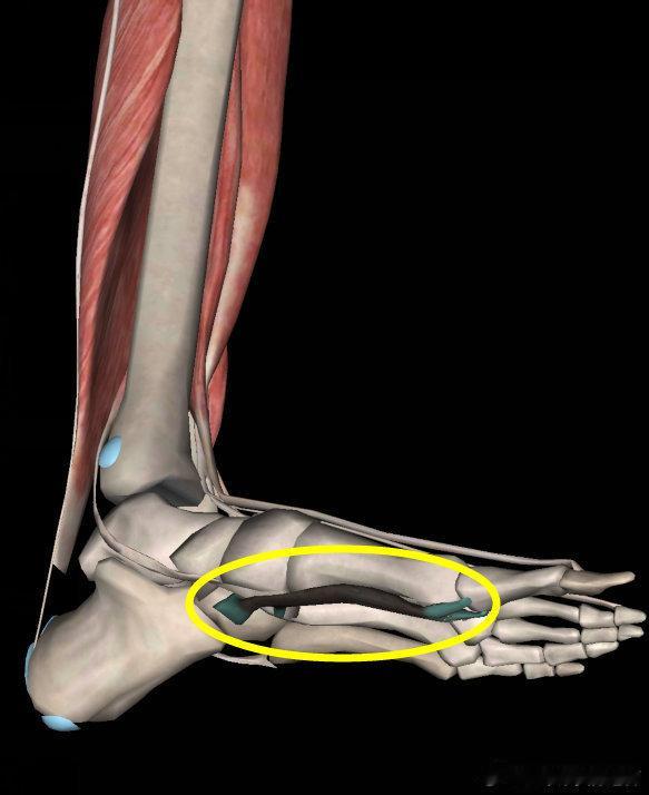 足弓塌陷 足弓作为我们全身的地基，它的作用当然少不了稳定。那“撑起足弓”到底怎么