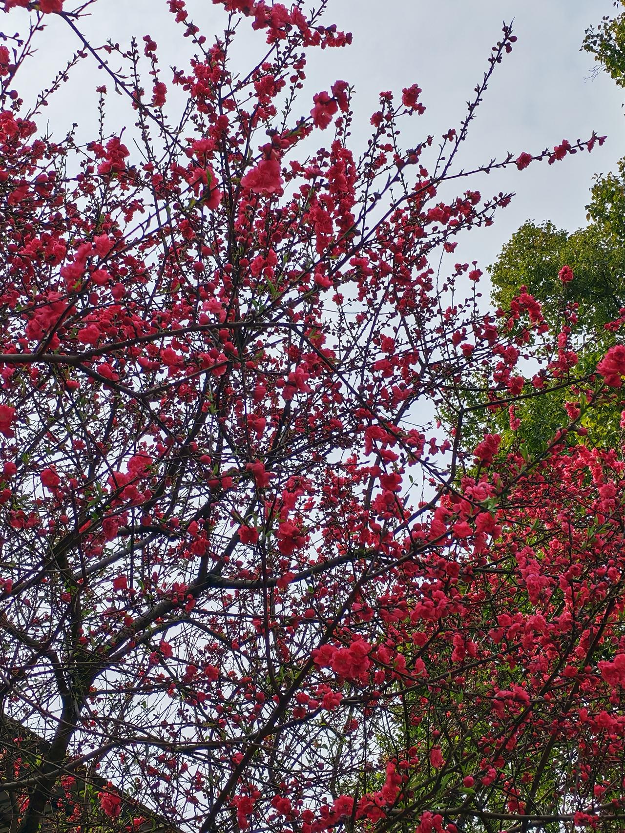 春风拂过，一树红桃醉人间🌸

今日出门，偶遇满树碧桃开得正盛。
深红的花瓣层层
