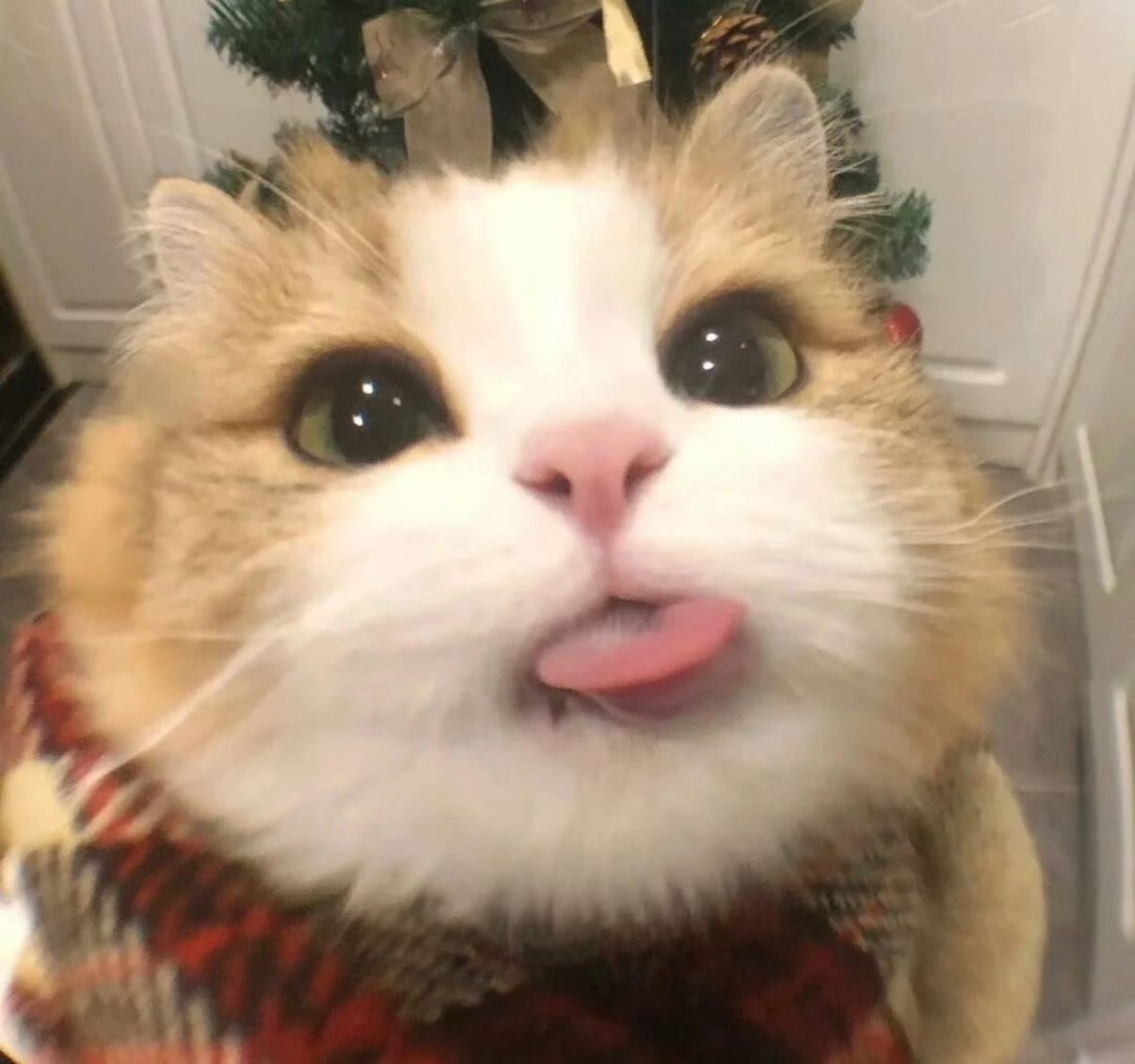 妈咪有没有说过在外面不要随便对人吐舌头！！ ​​​