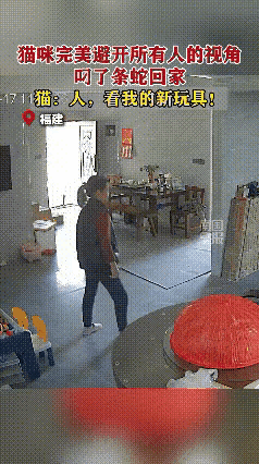 猫咪叼蛇大摇大摆进家门，女主人转身瞬间尖叫：这是加餐还是惊吓？

在这个看似平静