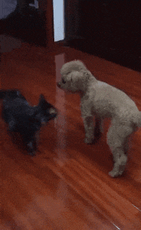 第一次见猫被抱摔 