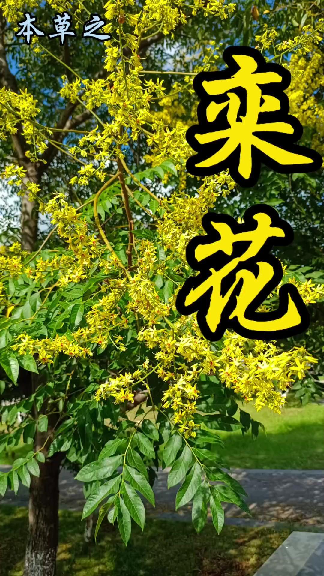 栾树是夏秋季极具辨识度的落叶乔木，属于无患子科，娇媚的金黄色花瓣中点缀着亮眼的红
