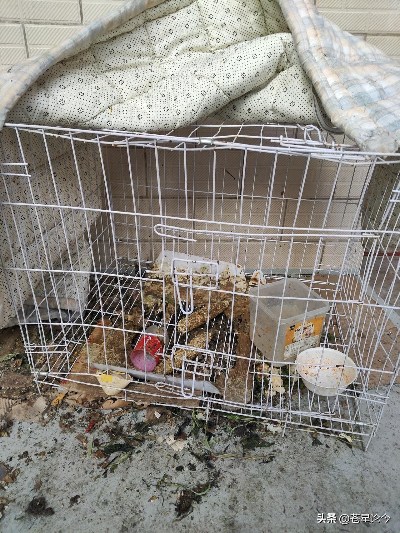 天蒙蒙亮，岳母惊恐的跑进我们房间，对还在床上的我们说道：“今早那只母鸡打鸣了，赶