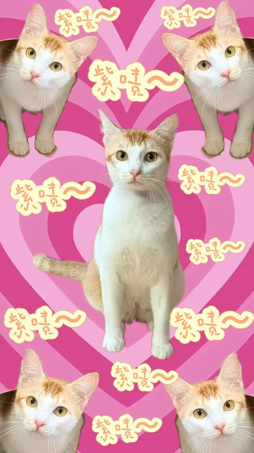 小火鸡招领养